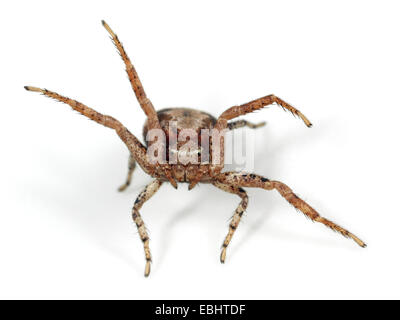 A female Crab spider (Xysticus cristatus) on white background. Family Thomisidae, Crab spiders. The spider is waving its legs to scare away the enemy. Stock Photo