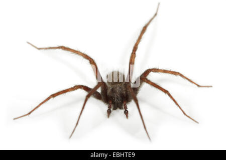 A male Common House-spider (Teganaria domestica), on a white background, part of the family Agelenidae - Funnel web weavers.