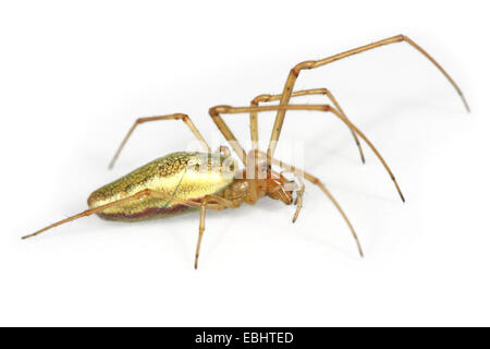 A female Common Stretch-spider (Tetragnatha extensa), on a white background, part of family Tetragnathidae - Long-Jawed Orb-weavers or Stretch spiders Stock Photo