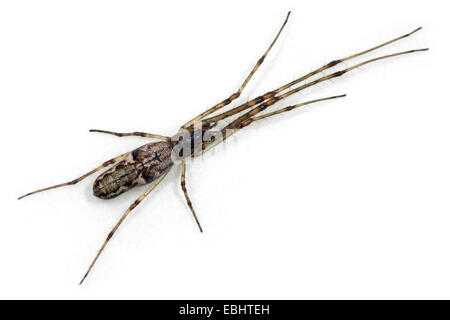 A female Stretch spider (Tetragnatha nigrita) on white background. Part of the family Tetragnathidae - Long-jawed Orbweavers. Stock Photo