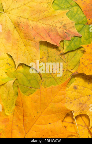 rich bright brilliant  changing colors of autumn the fall seen in maple leaves at various stages of change and decay Stock Photo
