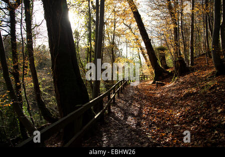 Path through an autumnal woodland scene on a bright sunny day Stock Photo