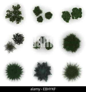 Tree From Top tree top view, isolated on white background, 3D illustration, cg render ...