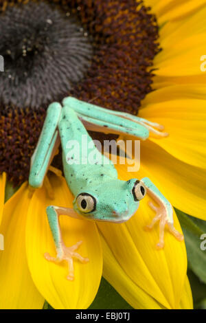 Lemur Leaf Frog on a yellow sunflower Stock Photo