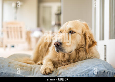 Golden Retriever resting on her pillow after lots of playing. Stock Photo