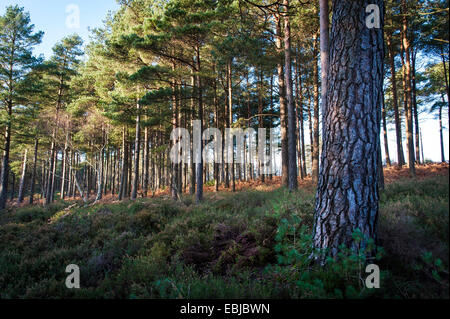 Conifer and birch woodland at Graffham Common, West Sussex, UK Stock Photo