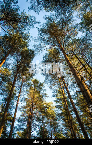 Looking up through a canopy of conifer trees at Graffham Common, West Sussex, UK Stock Photo