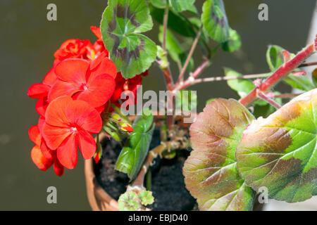 Geranium, Pelargonium (Pelargonium zonale hybrid). Stock Photo