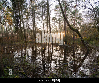 Flooded landscape at Lavington Common, West Sussex, UK Stock Photo