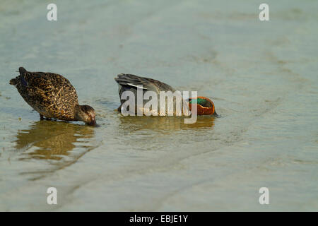 green-winged teal (Anas crecca), pait on water, Germany Stock Photo