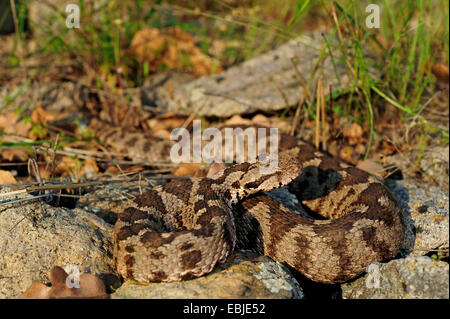 Coastal viper, European coastal viper, Ottoman viper, Near East viper (Vipera xanthina, Daboia xanthina, Montivipera xanthina), well camouflaged on stones, Greece, Thrakien Stock Photo