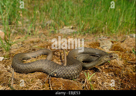 Eastern Montpellier Snake   (Malpolon insignitus, Malpolon monspessulanus insignitus  ), juvenile creeping over ground with mossy dry grass, Greece, Chalkidiki Stock Photo