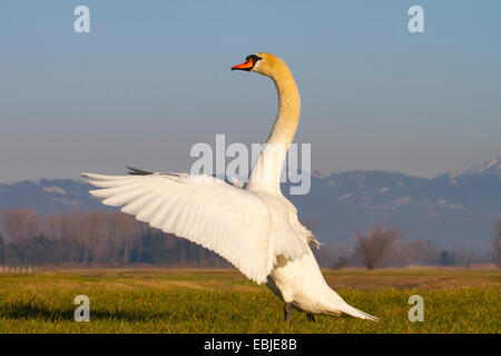 mute swan (Cygnus olor), standing in a meadow flapping wings, Austria, NSG Rheindelta, Fussach Stock Photo