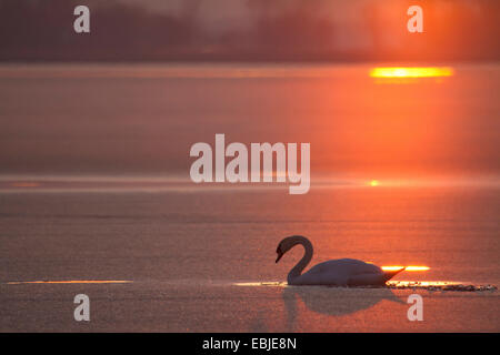 mute swan (Cygnus olor), at sunset on a frozen lake, Austria, NSG Rheindelta Stock Photo