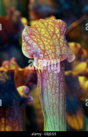 northern pitcher plant (Sarracenia purpurea), leaf trap Stock Photo