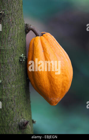 chocolate, cocoa tree (Theobroma cacao), cacao fruit on a tree Stock Photo