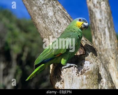 orange-winged amazon (Amazona amazonica), sitting on a tree trunk Stock Photo