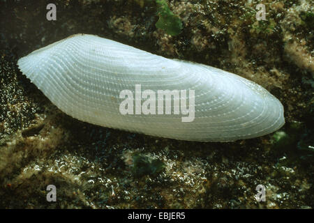 common piddock (Pholas dactylus), on wet rock Stock Photo