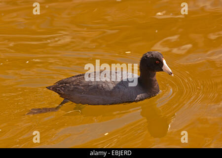 American coot (Fulica americana), swimming , USA, Arizona, Boyce Thompson Arboretum Stock Photo