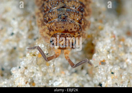 common rough woodlouse, garden woodlouse, slater, scabby sow bug (Porcellio scaber), slater on sand grains, Germany Stock Photo