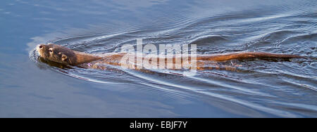 European river otter, European Otter, Eurasian Otter (Lutra lutra), swimming, Norway, Tromsoe Stock Photo