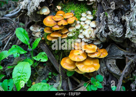 Yellow and white fungi growing on dead tree stump Stock Photo