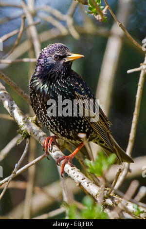 common starling (Sturnus vulgaris), male in breeding dress, Germany, Bavaria Stock Photo