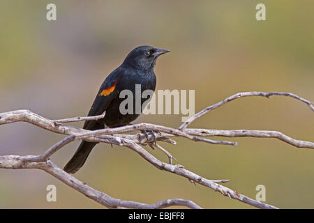 red-winged blackbird (Agelaius phoeniceus), male sitting on a dry branch, USA, Arizona Stock Photo