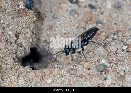 digger wasp (Tachysphex spec.,), digging den, Germany Stock Photo