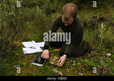 Hermanns tortoise, Greek tortoise, Boettgers tortoise (Testudo hermanni boettgeri), young biologist measuring a turtle, Greece, Epirus, Parga Stock Photo