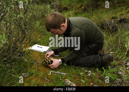 Hermanns tortoise, Greek tortoise, Boettgers tortoise (Testudo hermanni boettgeri), young biologist inspecting a turtle, Greece, Epirus, Parga Stock Photo