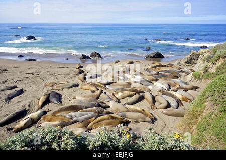 northern elephant seal (Mirounga angustirostris), colony at the pacific coast at the edge of Highway 1, USA, California, Big Sur Stock Photo