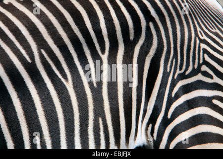 Common Zebra (Equus quagga), section of the typical fur pattern Stock Photo