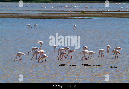 greater flamingo (Phoenicopterus roseus, Phoenicopterus ruber roseus), lots of birds standing in shallow water looking for food, Spain, Andalusia, Coto De Donana National Park, El Rocio Stock Photo