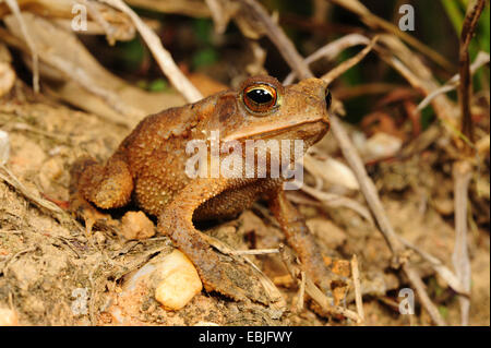 Gulf Coast toad (Bufo valliceps), sitting on dry soil ground, Honduras, Copan Stock Photo