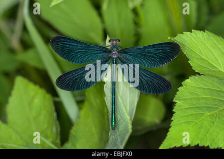 bluewing, demoiselle agrion (Calopteryx virgo), male sitting on a leaf sunbathing with open wings, Germany