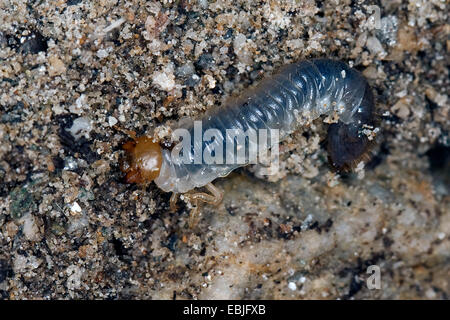 Summer chafer (Amphimallon solstitiale, Rhizotragus solstitialis), larva on soil ground, Germany Stock Photo