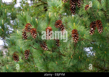 Macedonian pine,  Balkan pine (Pinus peuce), branch with cones Stock Photo