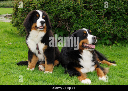 Bernese Mountain Dog (Canis lupus f. familiaris), and puppy lying in meadow Stock Photo