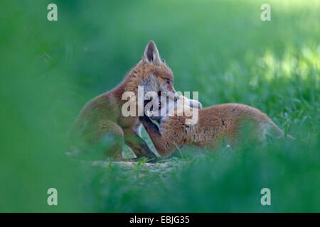 red fox (Vulpes vulpes), two fox cubs playing in a meadow, Germany, Schleswig-Holstein Stock Photo