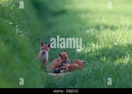 red fox (Vulpes vulpes), three fox cubs playing in meadow, Germany, Schleswig-Holstein Stock Photo