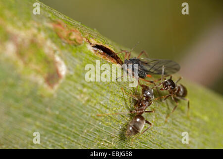 black ant, common black ant, garden ant (Lasius niger), two black garden ants tending to a winged aphid, Germany, Bavaria Stock Photo