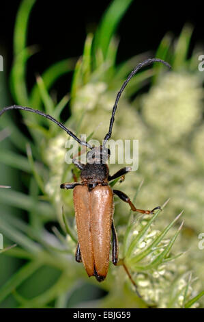 Red Longhorn Beetle (Anoplodera rubra, Stictoleptura rubra, Leptura rubra, Corymbia rubra, Aredolpona rubra), sitting on a flower, Germany