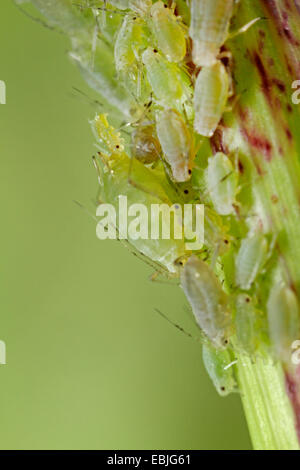pea aphid (Acyrthosiphon pisum), Pea aphids on a vetch. The biggest female is giving birth to a live young, Germany, Bavaria Stock Photo