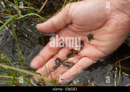 Green toad, Variegated toad (Bufo viridis), young toads being released into a wetland by a biologist as part of an amphibian protection program Stock Photo