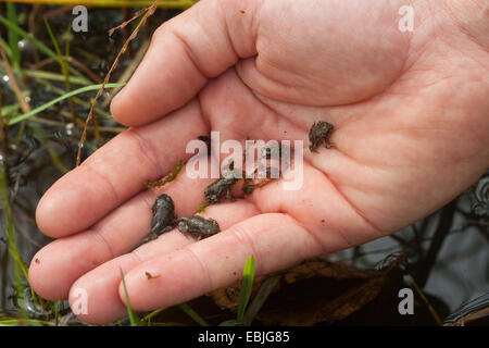 Green toad, Variegated toad (Bufo viridis), young toads being released into a wetland by a biologist as part of an amphibian protection program Stock Photo