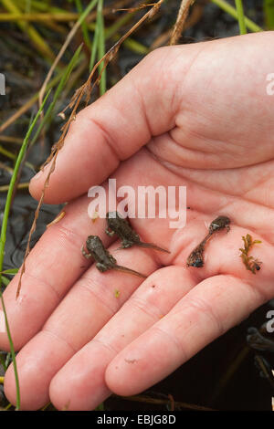 Green toad, Variegated toad (Bufo viridis), young toads being released into a wetland by a biologist as part of an amphibian protection program Stock Photo