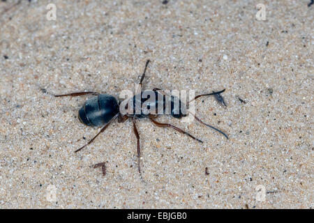 wood ant (Formica spec., (F. rufa oder F. polyctena)), queen on the ground, Germany Stock Photo