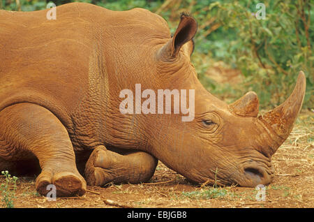 white rhinoceros, square-lipped rhinoceros, grass rhinoceros (Ceratotherium simum), lying on the ground, dozing, Kenya Stock Photo