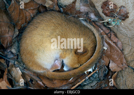 common dormouse, hazel dormouse (Muscardinus avellanarius), sleeping in a nest box, Germany Stock Photo